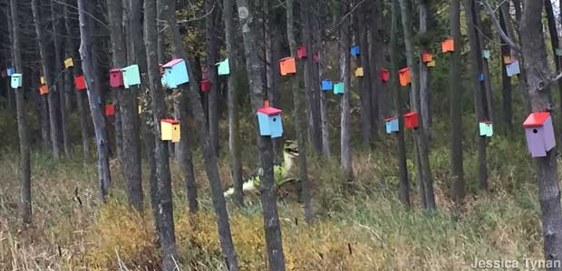 The South Hero Birdhouses: 1,000 Jelly Bean Suites on West Shore Road
