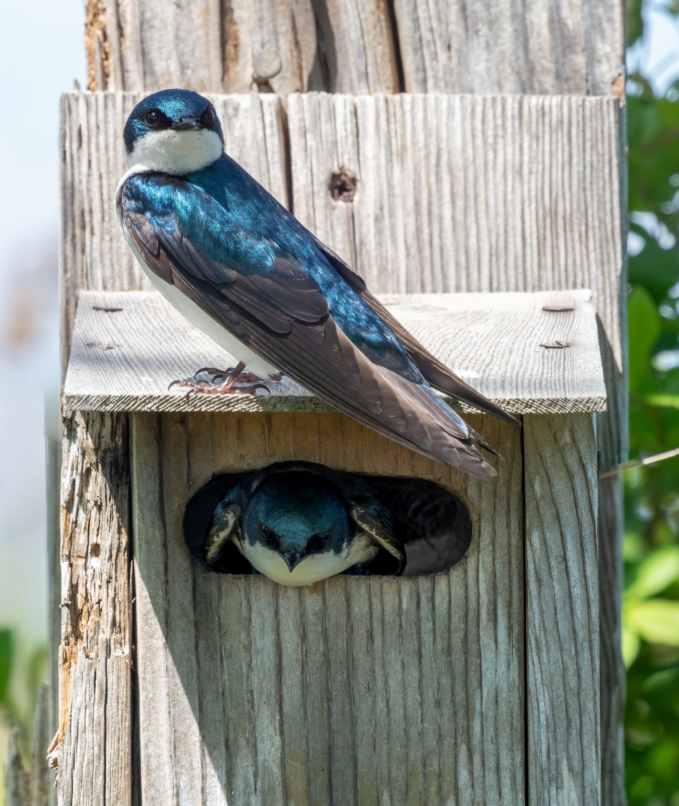 Two tree swallows at a nest box โ one on the roof, one in the doorway. Photo: Rhododendrites via Wikimedia Commons (CC BY-SA 4.0)